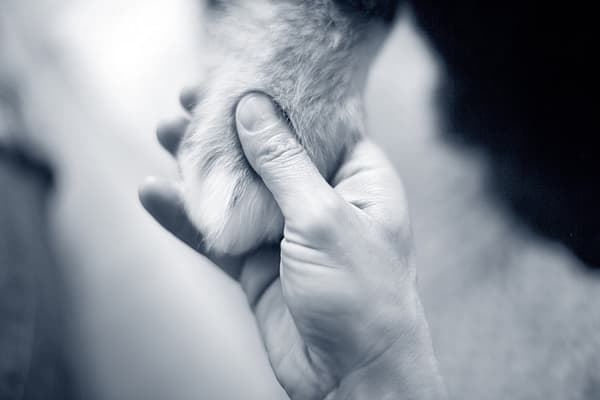 Hondenpoot vastgehouden door hand
