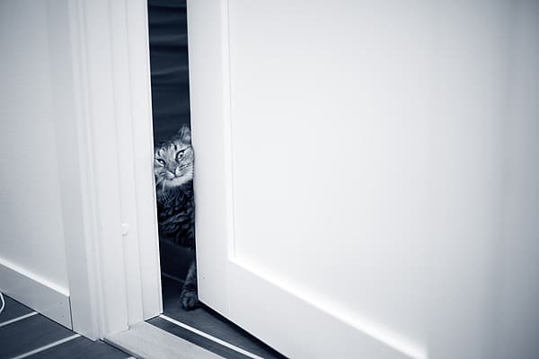 Een kat die door een deur gluurt.