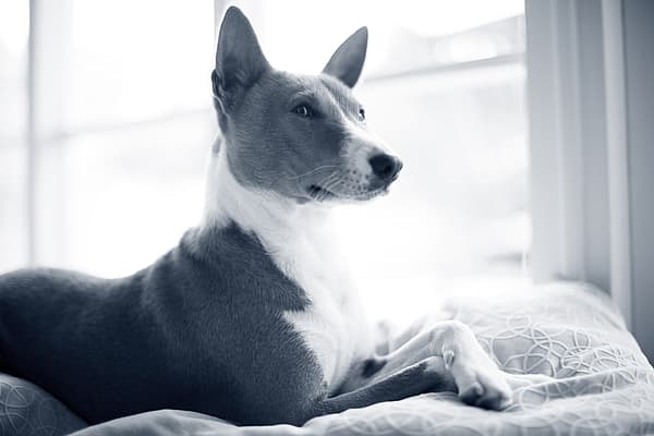 Een hond liggend op een bed.