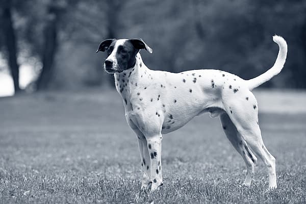 Hond staat op gras