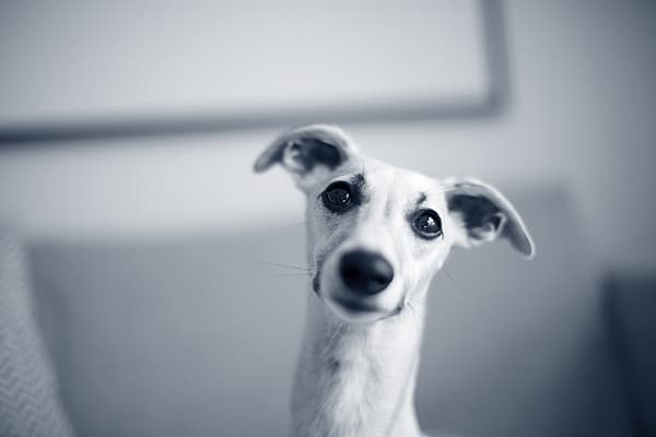 Hond kijkt in de camera