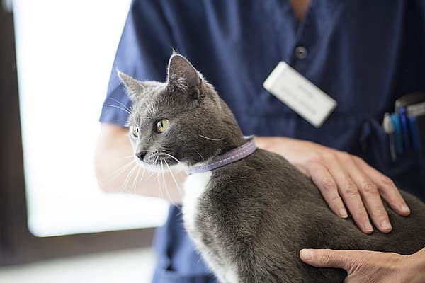 Een persoon die een kat vasthoudt.