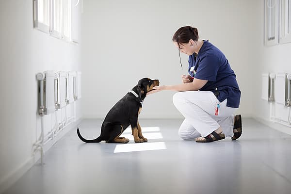 Dierenarts knielt voor hond en houdt zijn snuitje vast