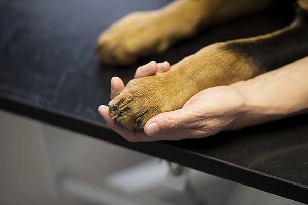 Een persoon die de poot van een hond vasthoudt.