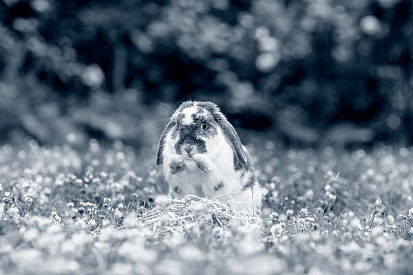 Een konijn dat zich in een veld van bloemen bevindt.