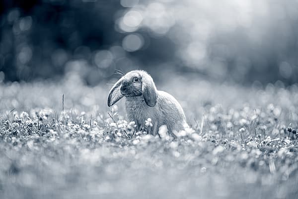 Een konijn dat zich in een veld van bloemen bevindt.