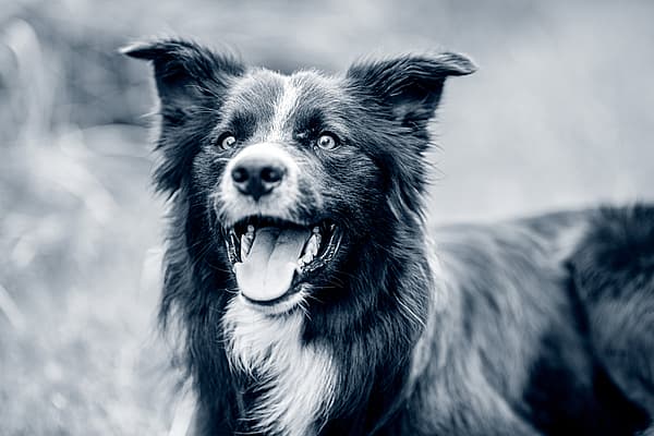 Een hond met zijn mond open.