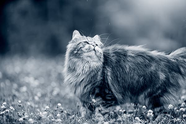 Een kat die zich in een veld met bloemen bevindt.