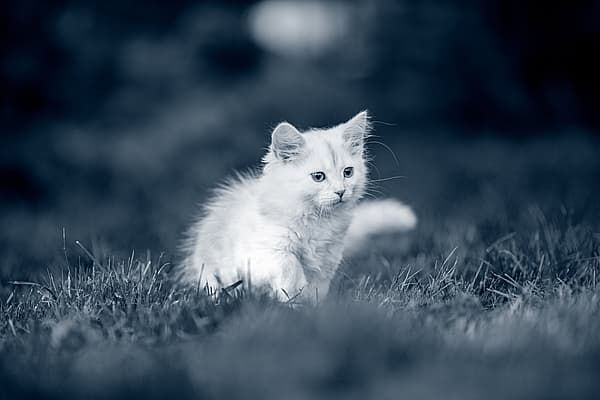 Een wit katje dat in gras loopt.
