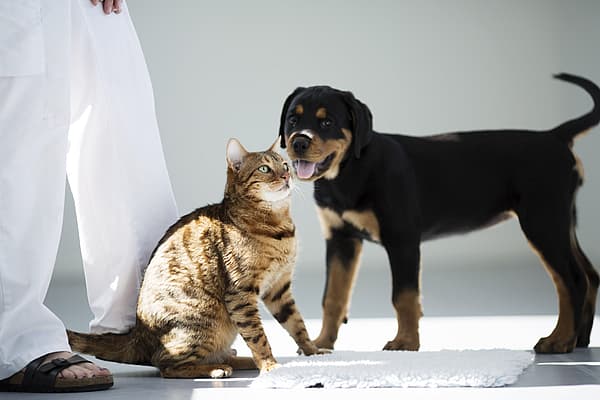 Een kat en een hond die zich naast een persoon bevinden.