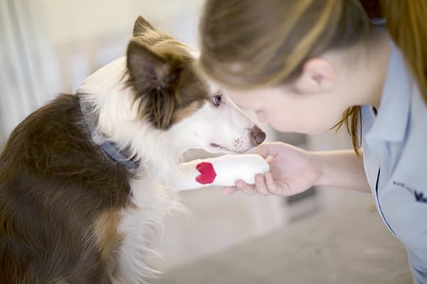 Een hond met een hart op zijn poot.