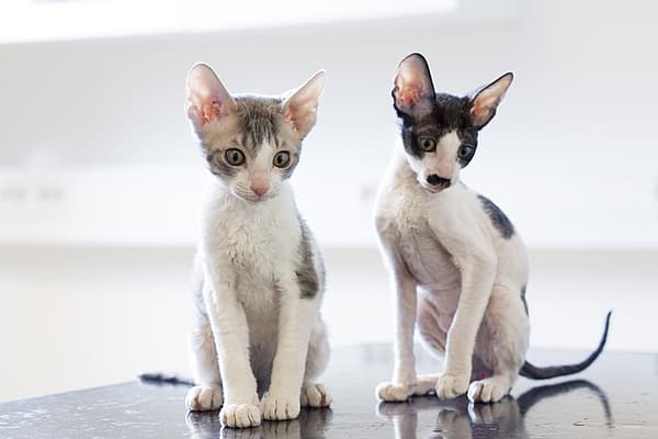 Twee katten die op een tafel zitten.