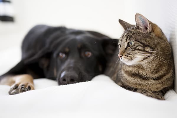 Hond en kat liggen samen op het bed
