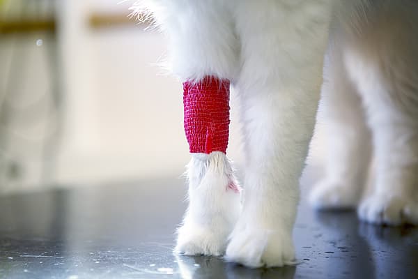 Een kat met een verband om zijn been.