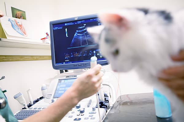 Kat voorbereiden op echo
