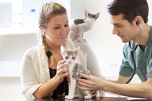 Baasje met twee kitten en dierenarts. 1 kitten zit op de schouder van het baasje, de andere wordt door de dierenarts onderzocht.