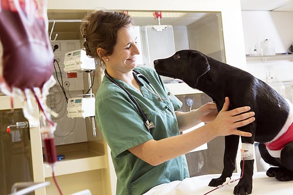 Bloedtransfusie bij hond