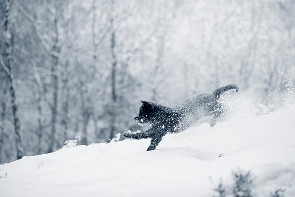 Hond loopt in de sneeuw