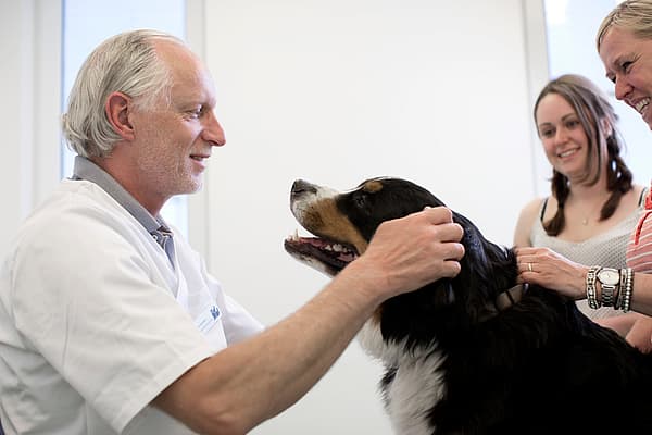 Dierenarts onderzoekt grote hond