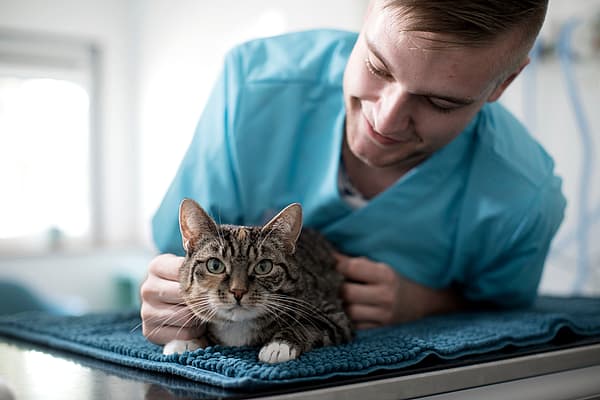 Een persoon in een blauw shirt die een kat aait.