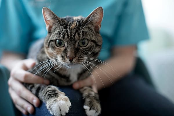 Een kat die op de schoot van een persoon zit.