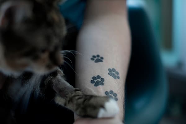 Een kat met pootafdrukken op de arm van een persoon.