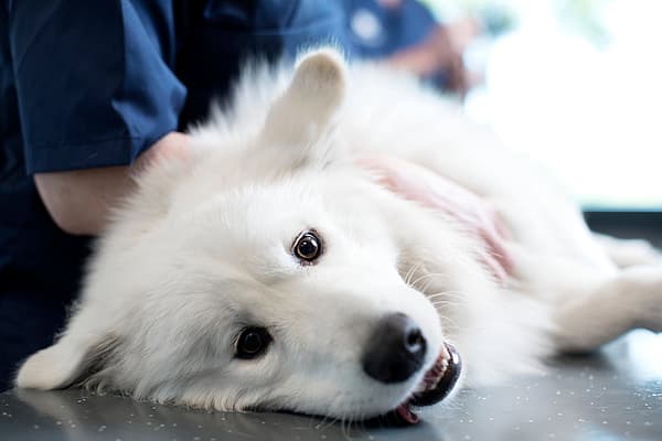 Hond ligt op zijn zij op de onderzoekstafel
