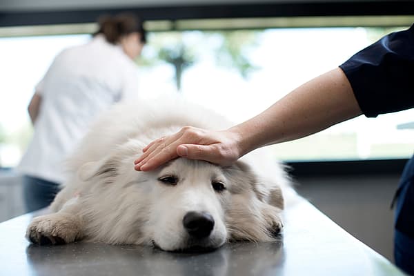Hond ligt op de onderzoekstafel bij de dierenarts