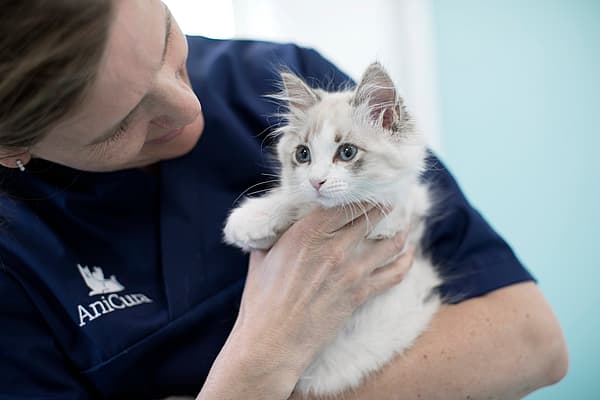 Dierenarts houdt kitten vast