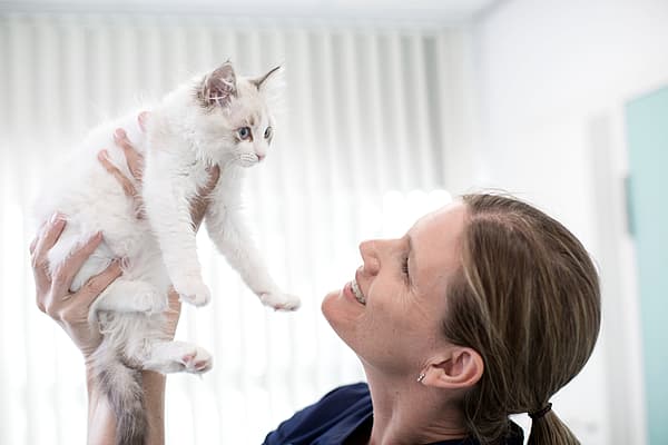 Dierenarts houdt kitten in de lucht