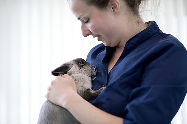 Dierenarts knuffelt konijn