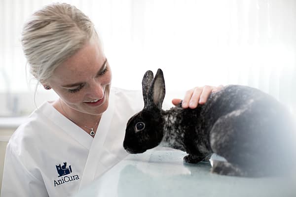 Dierenarts aait konijn