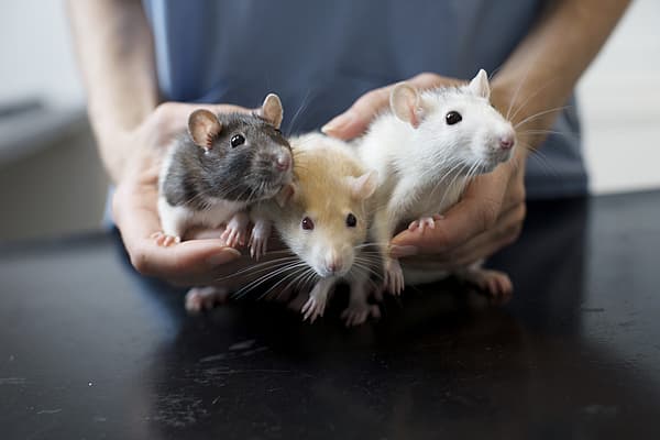 Een groep ratten in de handen van een persoon.