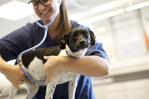 Een persoon die een hond vasthoudt.