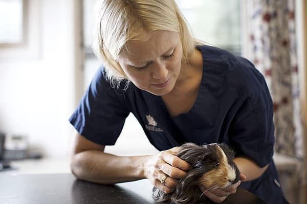 Dierenarts houdt cavia vast