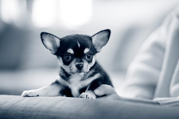Een kleine hond op schoot.