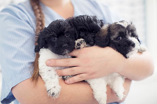 Dierenarts houdt drie puppy's vast