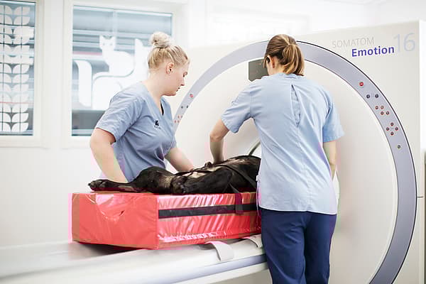 Hond in MRI