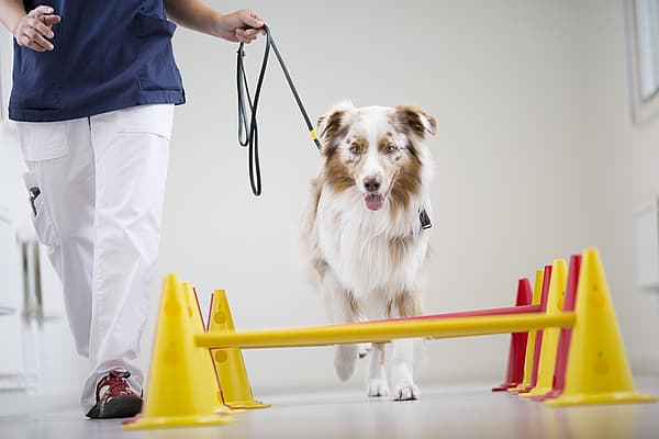 Een hond die aan de lijn loopt.