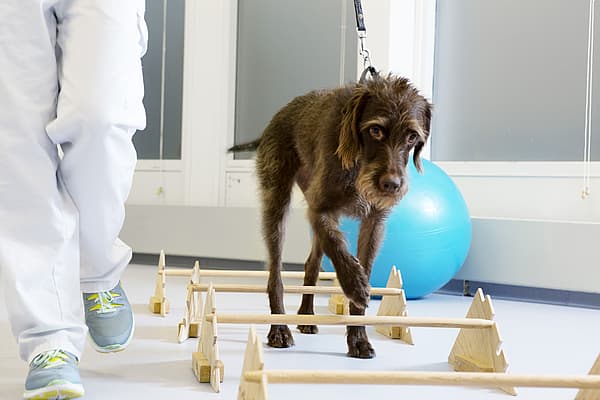 Hond doet revalidatieoefening