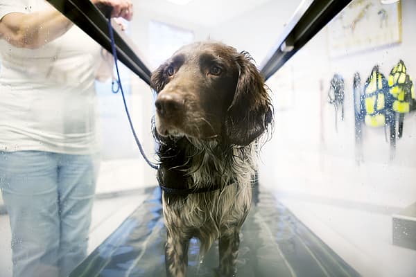Hond op een waterloopband