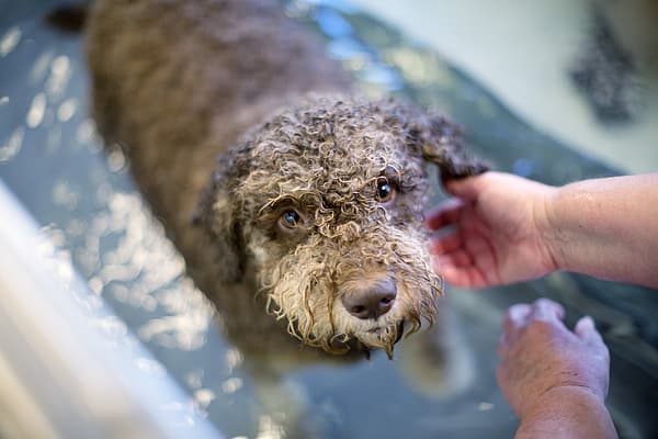 Hond in water