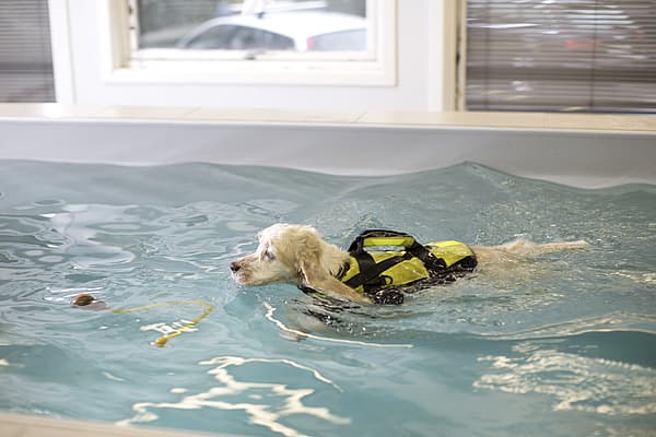 Hond leert zwemmen