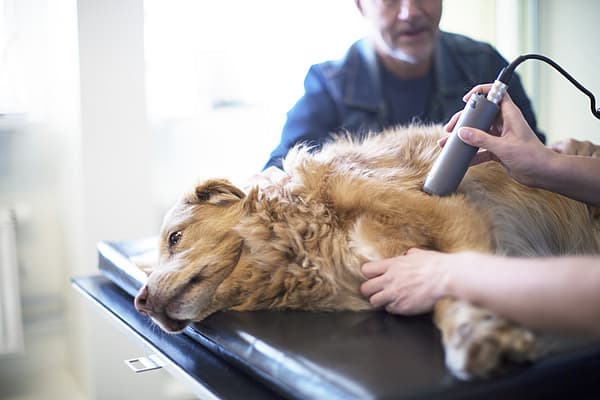 Hond ligt op tafel en krijgt behandeling