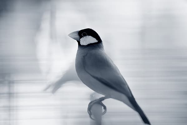 Een vogel die op een baars wordt neergestreken.