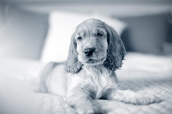 Puppy ligt in de zetel