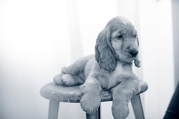 Een hond liggend op een kruk.