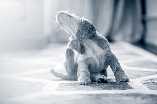 Puppy krabt aan zijn oor