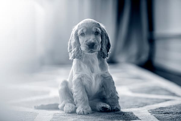 Een puppy zittend op een tapijt.