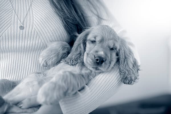 Een persoon die een puppy vasthoudt.
